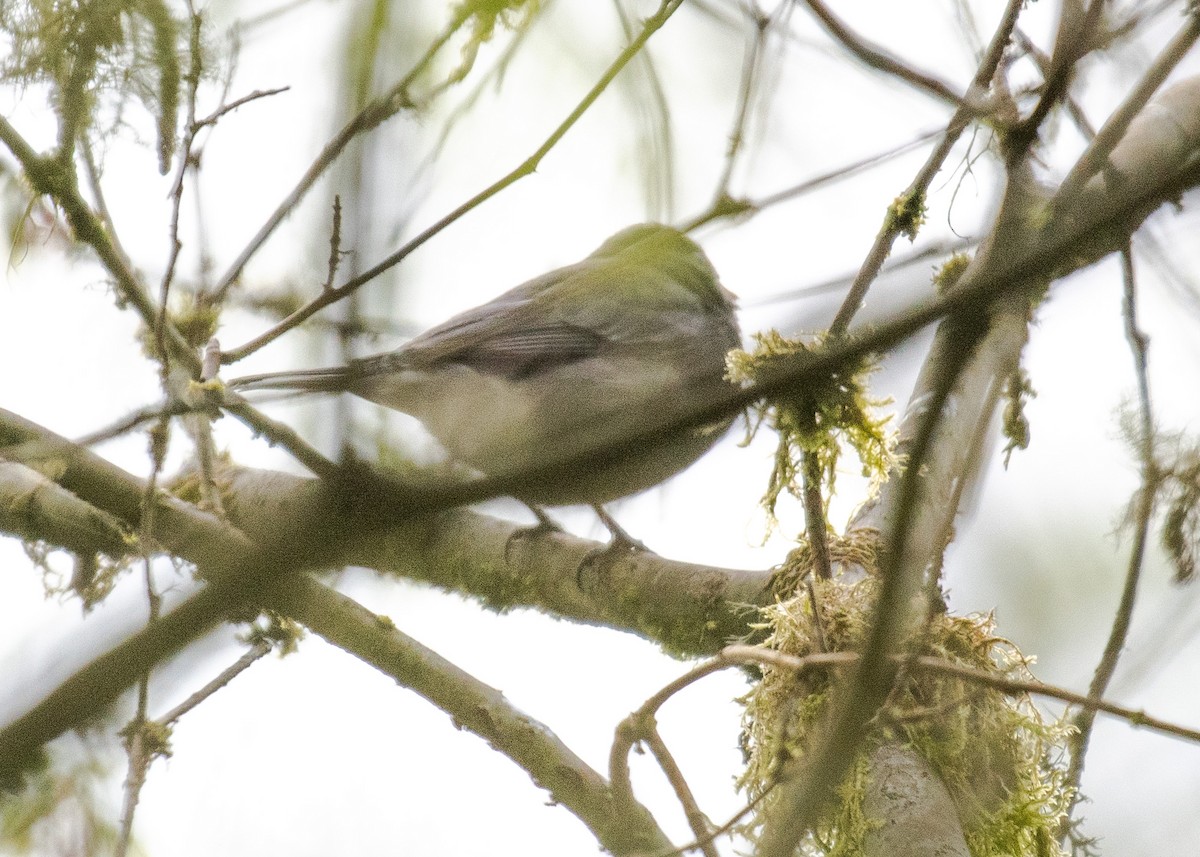 Dark-eyed Junco (Slate-colored) - ML617759822