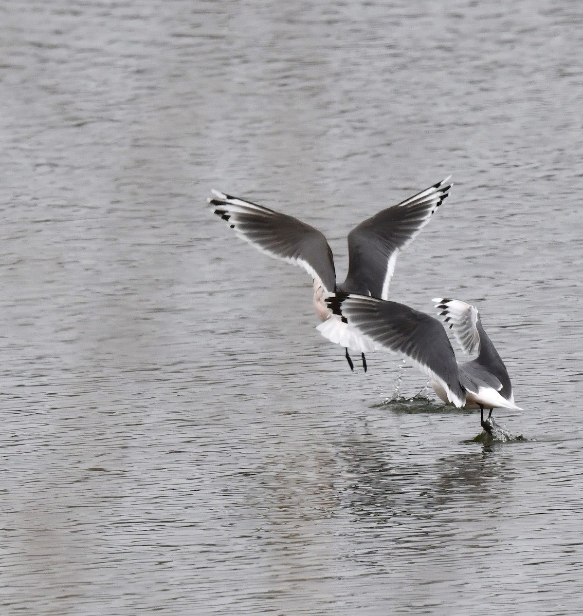 Franklin's Gull - ML617759838