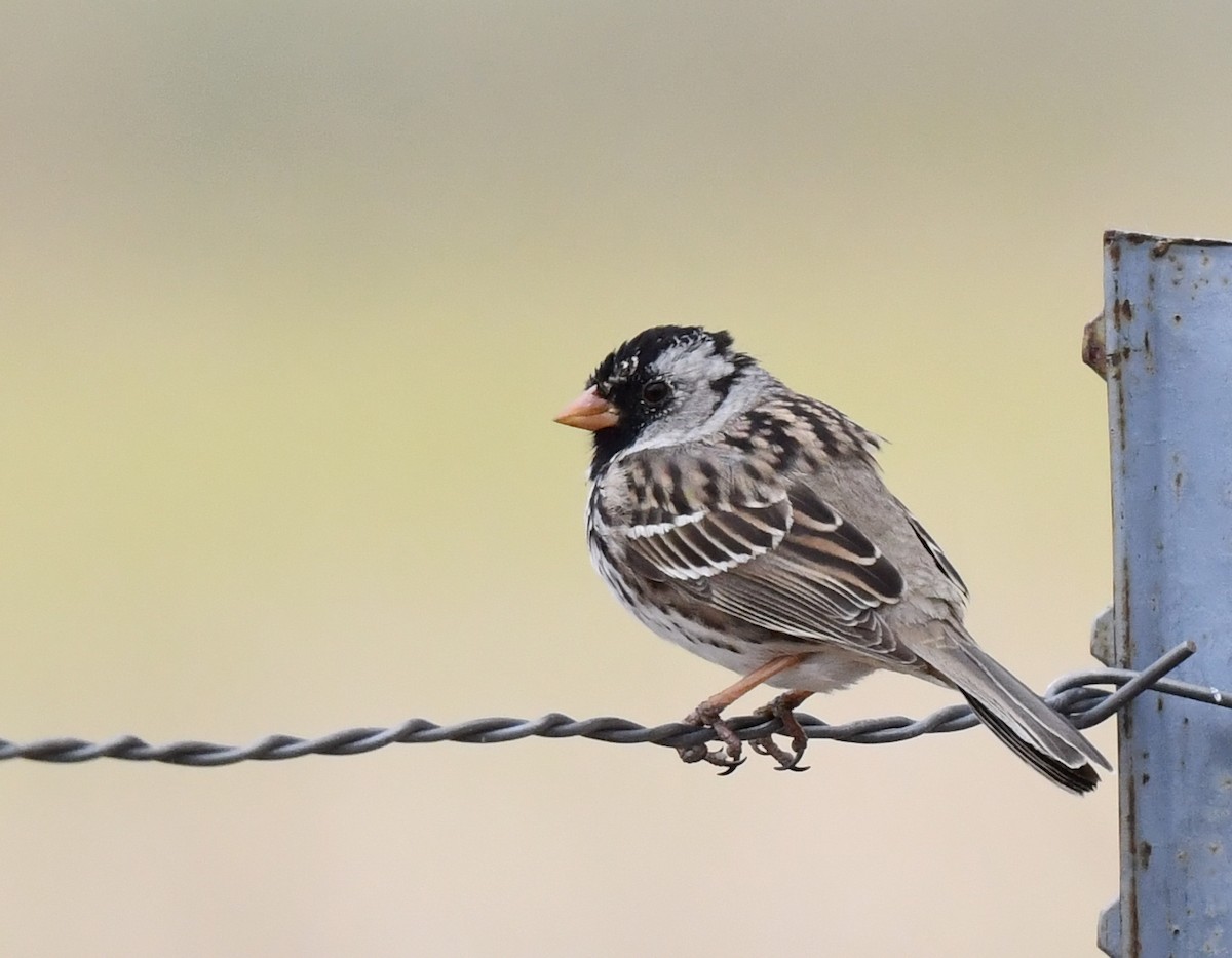 Harris's Sparrow - ML617759853