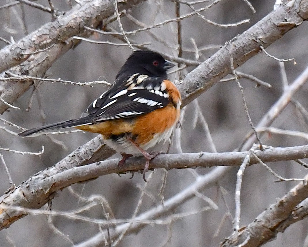 Spotted Towhee - ML617759863