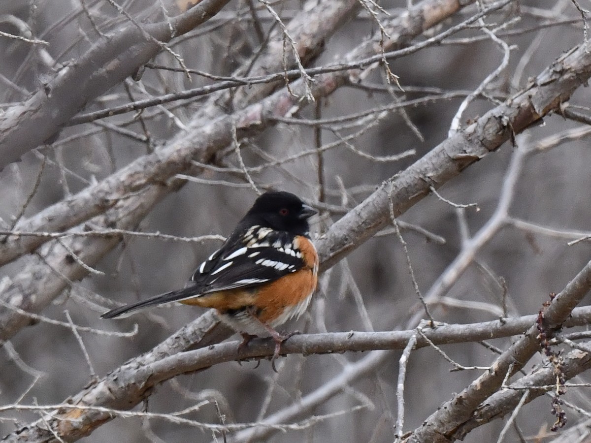 Spotted Towhee - ML617759864