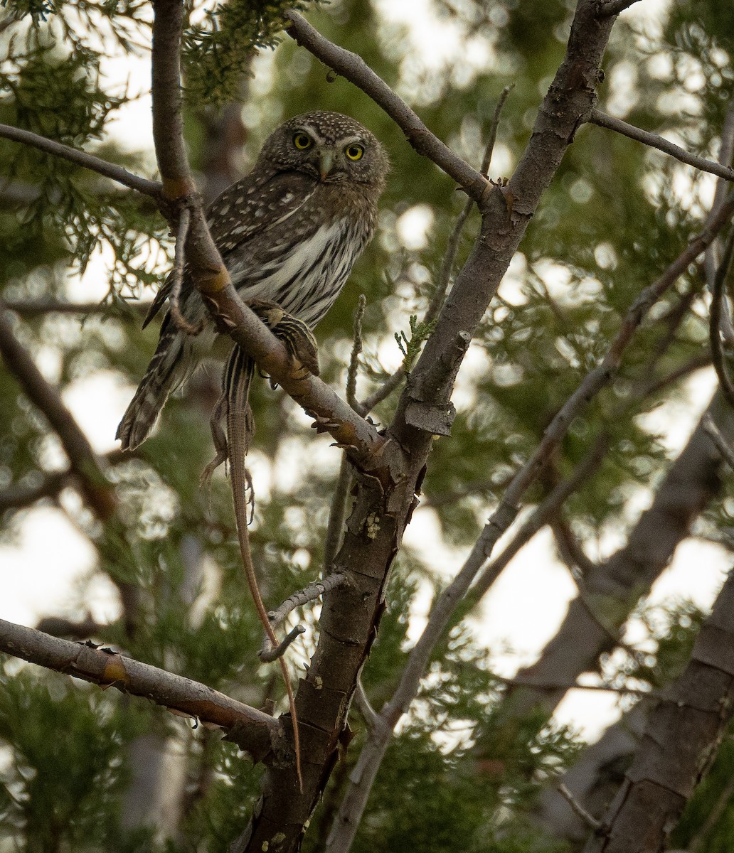 Northern Pygmy-Owl - ML617759865