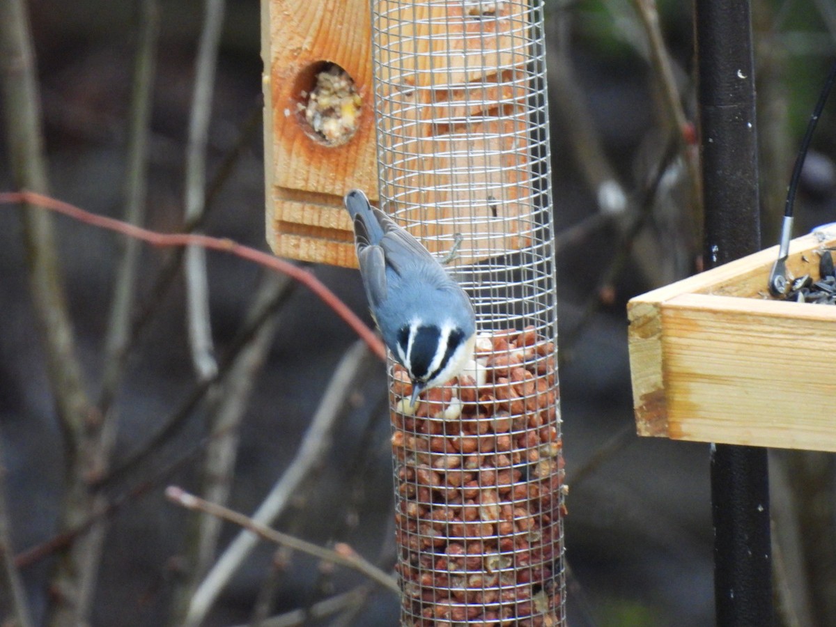 Red-breasted Nuthatch - ML617759876