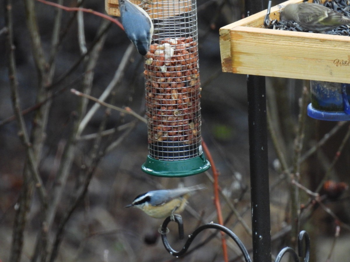 Red-breasted Nuthatch - ML617759878