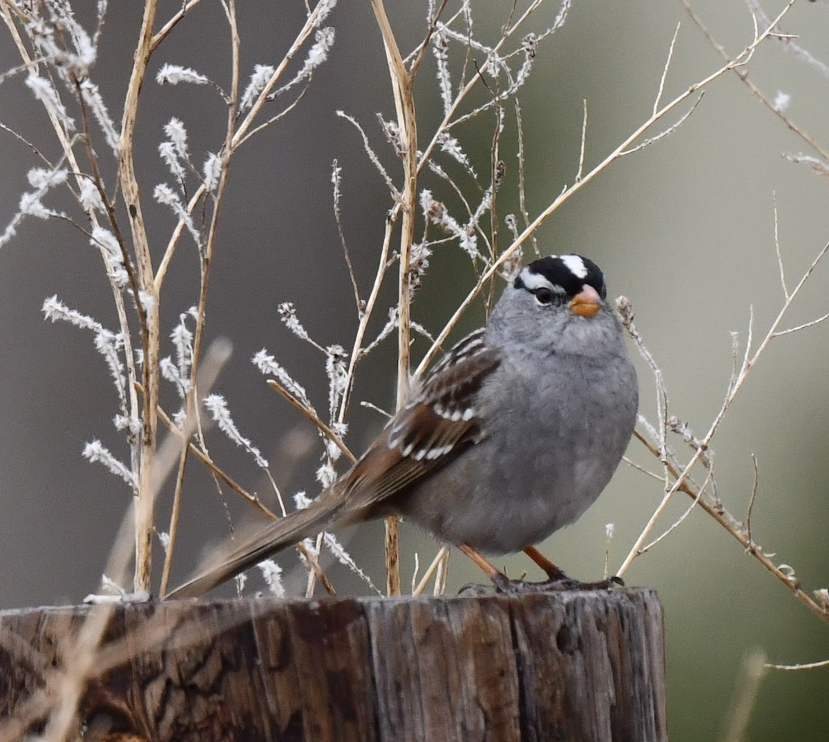 White-crowned Sparrow - ML617759881