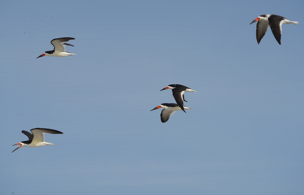 Black Skimmer - Aaron T