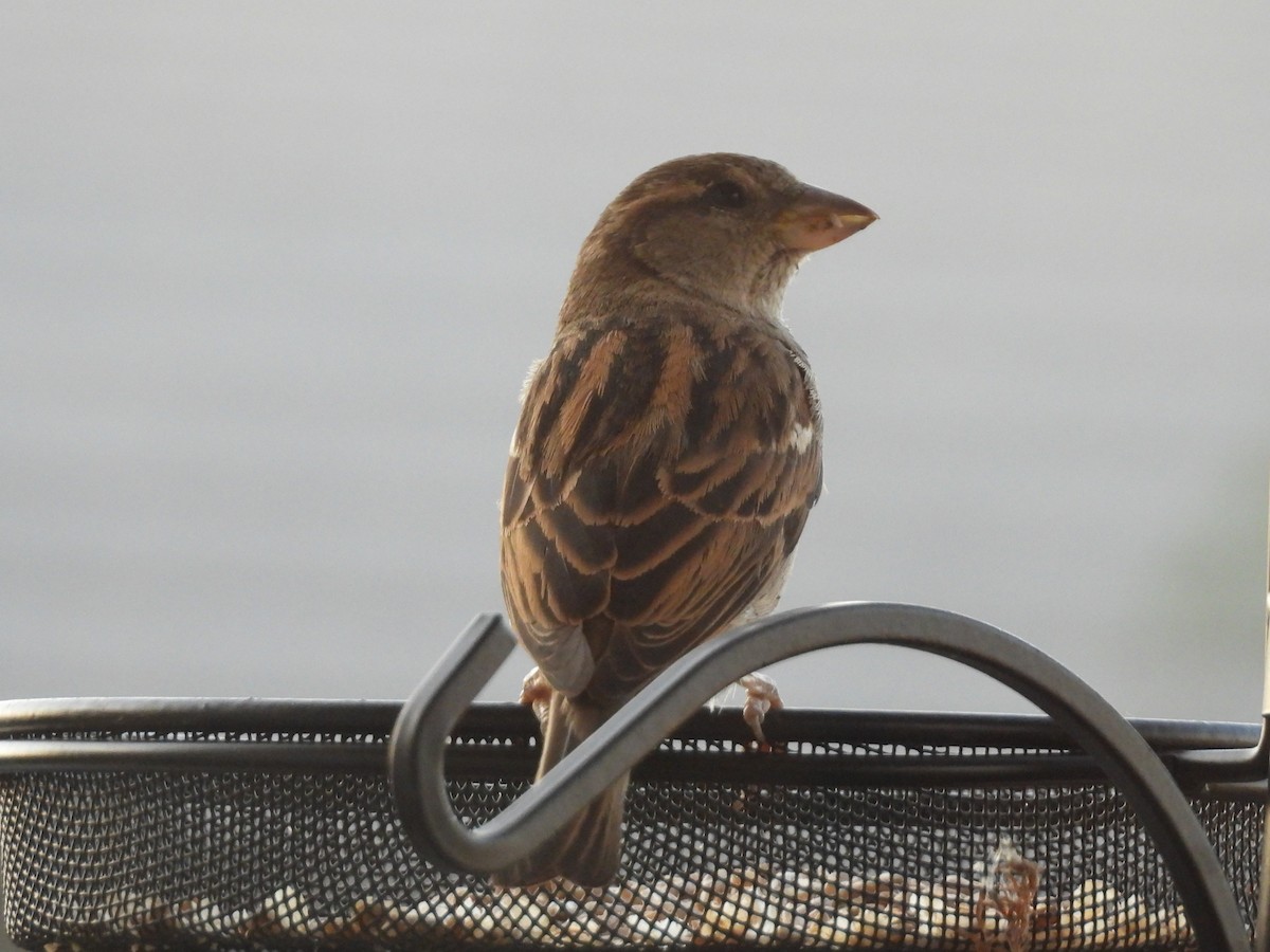 Moineau domestique - ML617759899