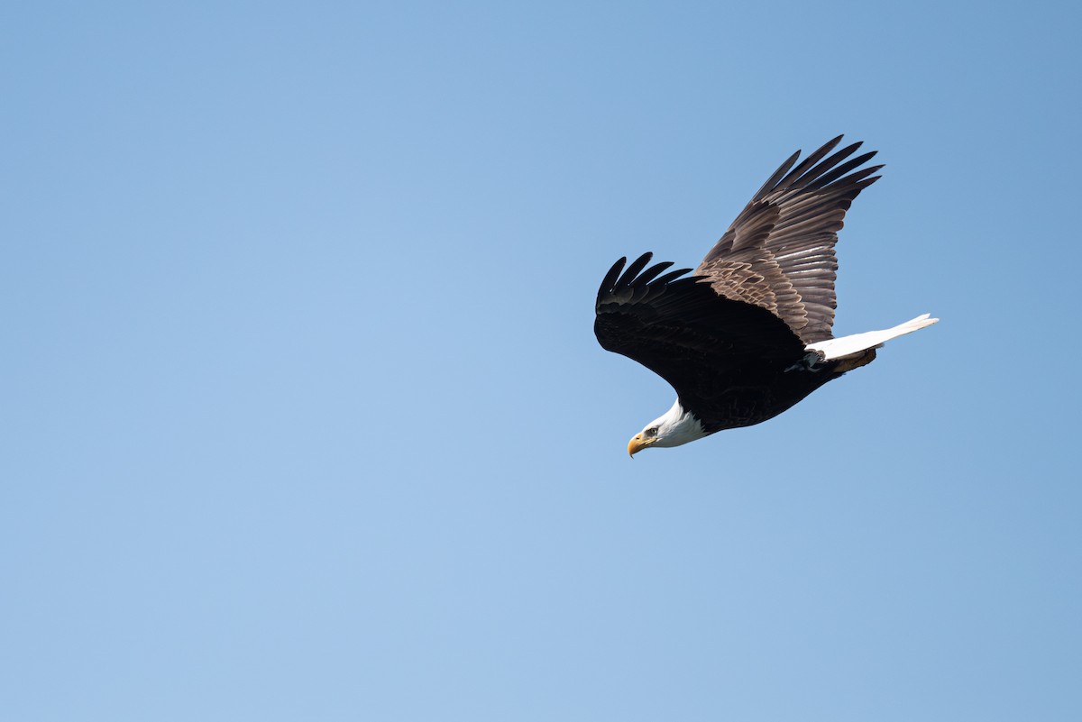 Bald Eagle - Mike Thompson