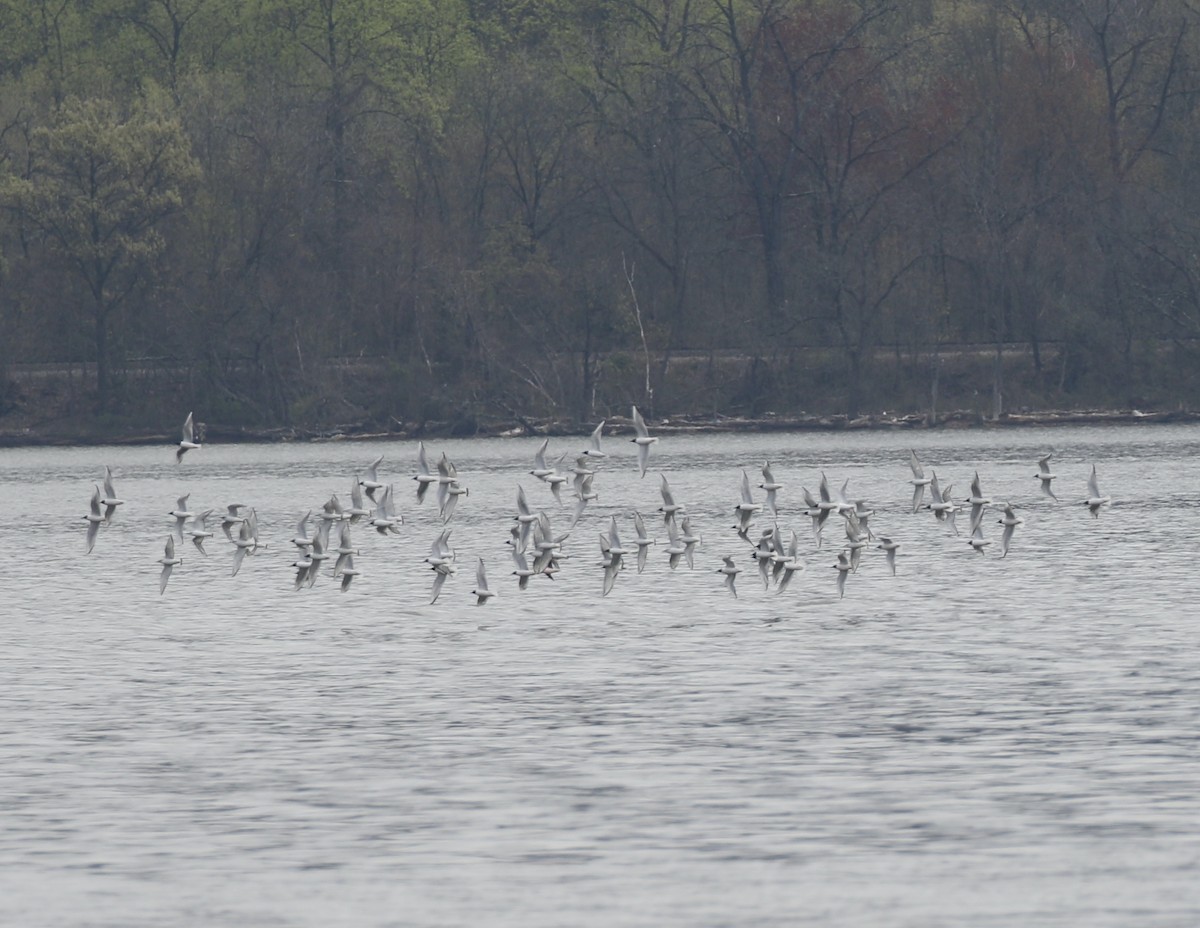 Bonaparte's Gull - ML617759907