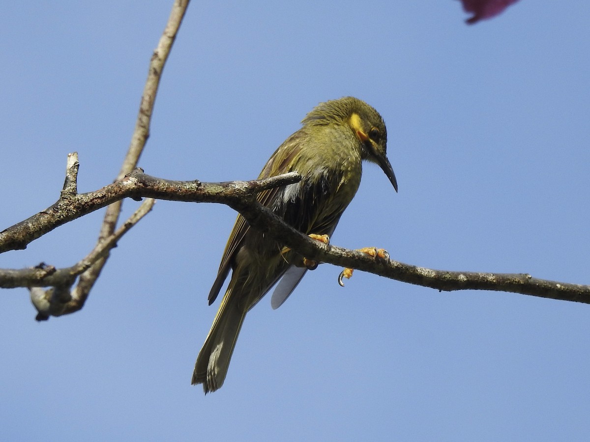 Eastern Wattled-Honeyeater - Noam Markus