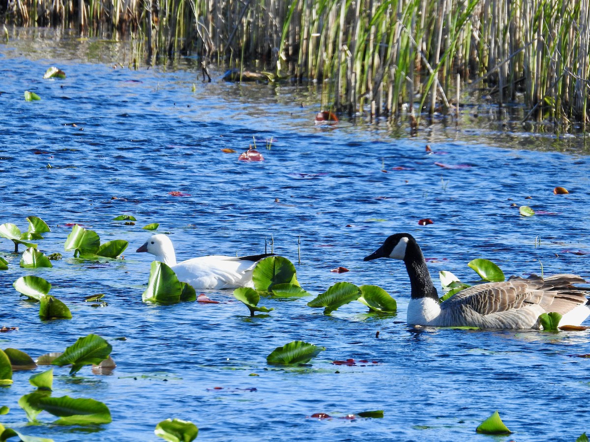 Ross's Goose - ML617759957