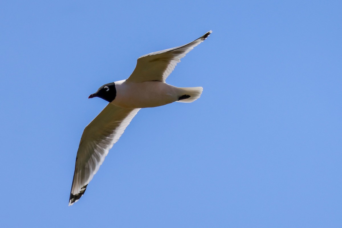 Franklin's Gull - ML617760031