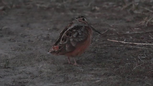 American Woodcock - ML617760060