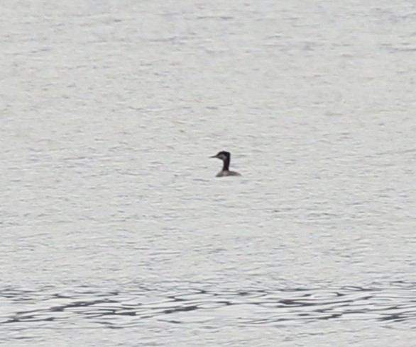 赤頸鸊鷉 - ML617760064