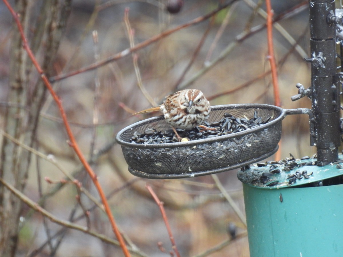 Song Sparrow - ML617760070