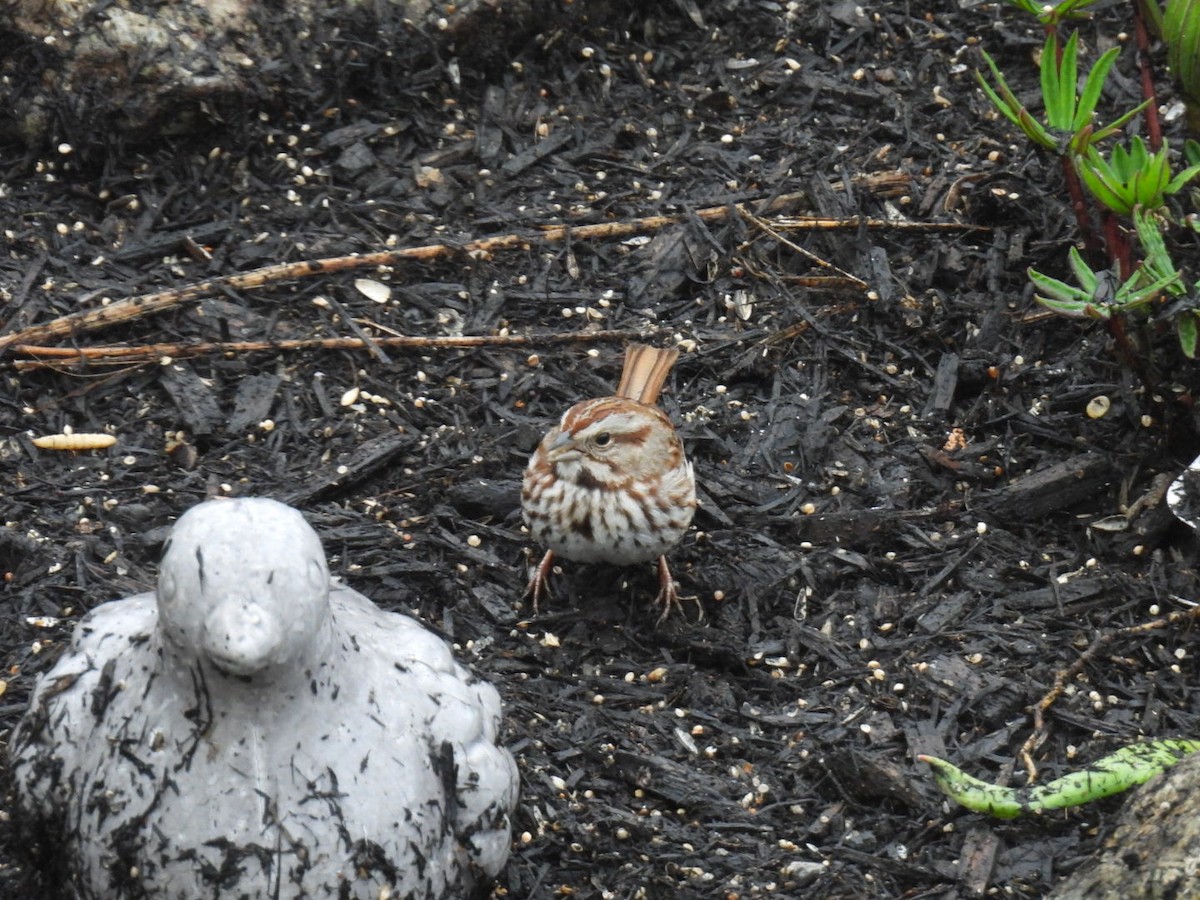 Song Sparrow - ML617760073