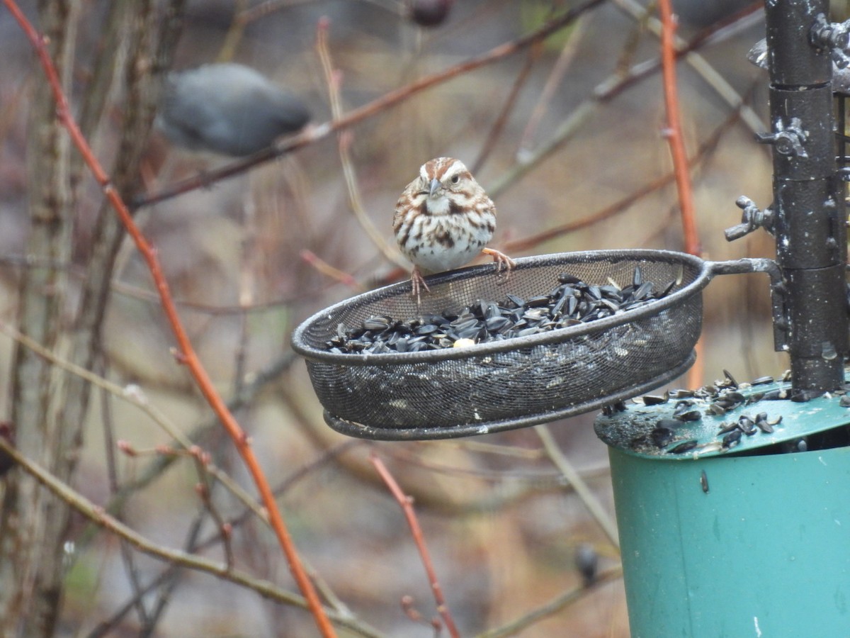 Song Sparrow - ML617760074