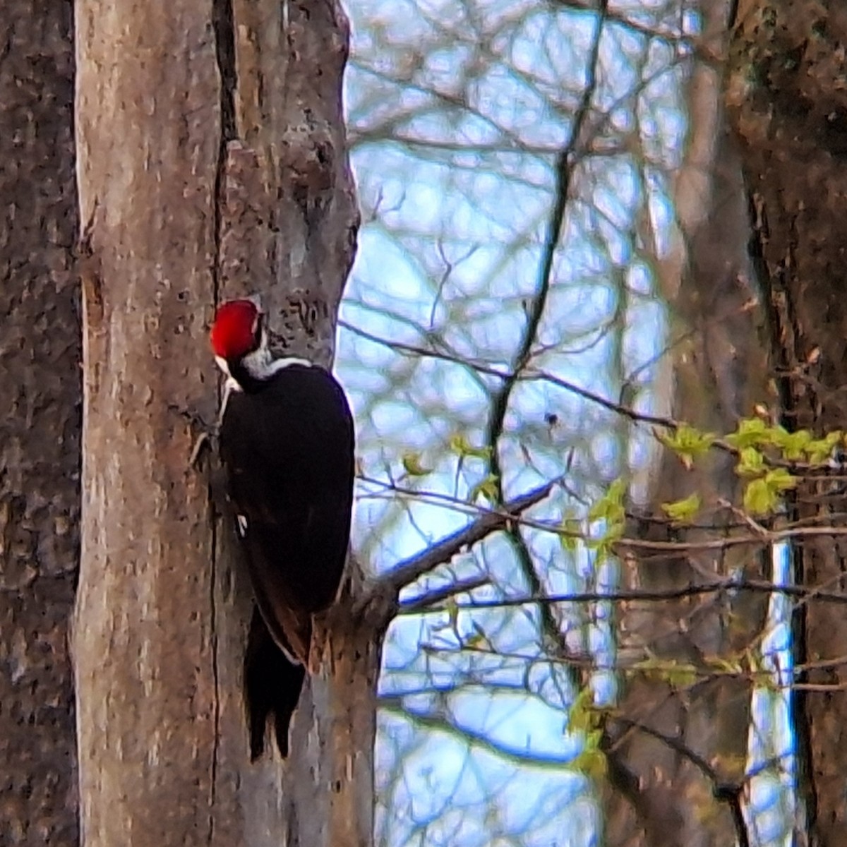 Pileated Woodpecker - ML617760103