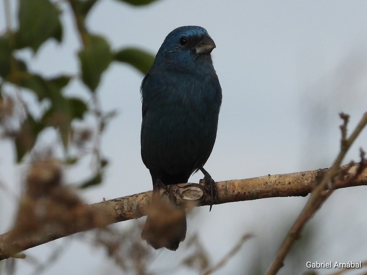 Glaucous-blue Grosbeak - Gabriel Arnábal