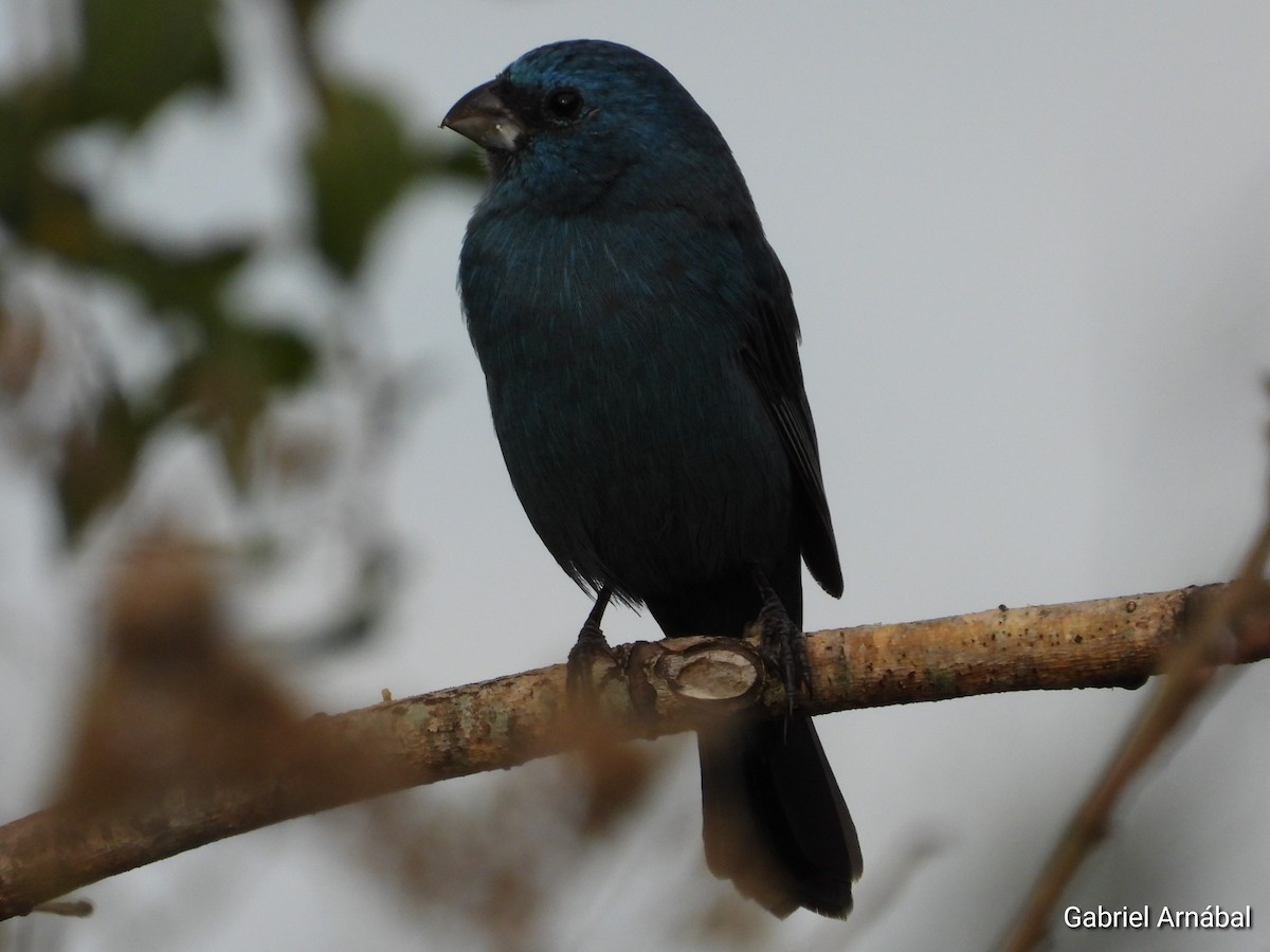 Glaucous-blue Grosbeak - Gabriel Arnábal