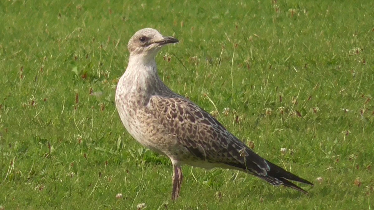 Gaviota Sombría - ML617760173