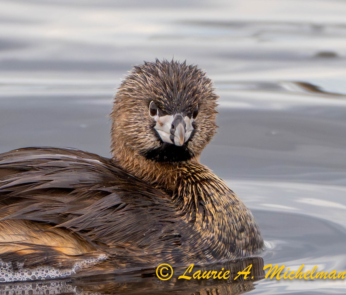 Pied-billed Grebe - ML617760178