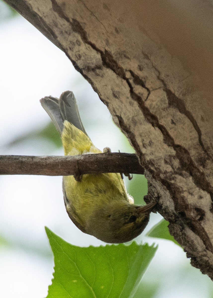 Orange-crowned Warbler - ML617760188