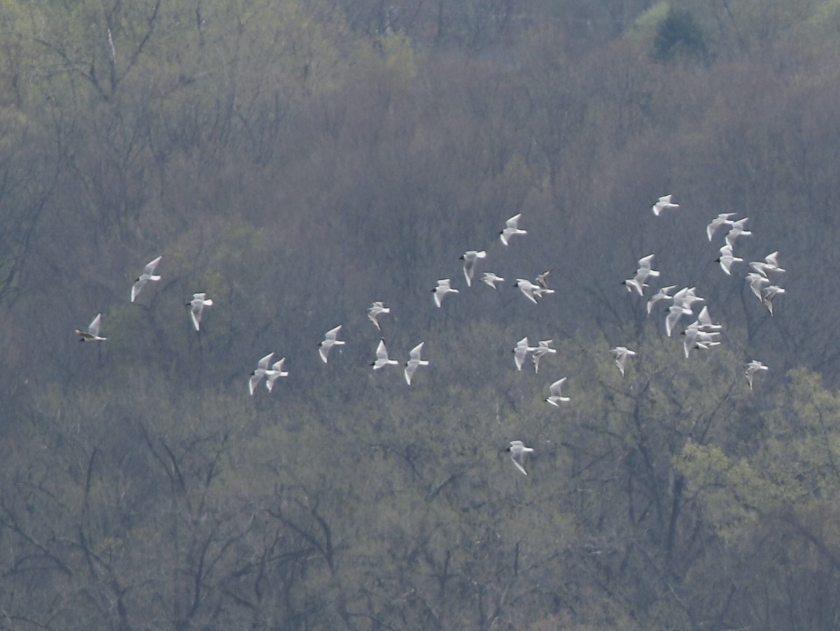 Bonaparte's Gull - ML617760204