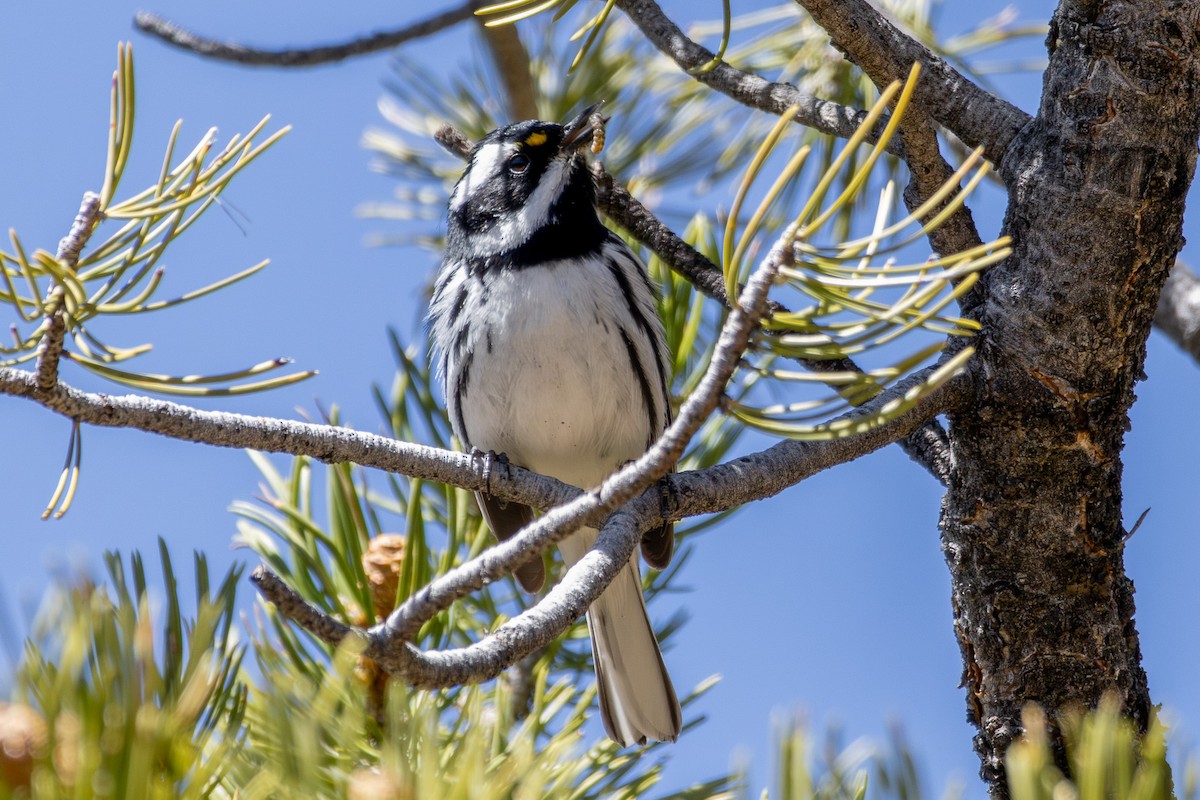 Black-throated Gray Warbler - Tobin Brown