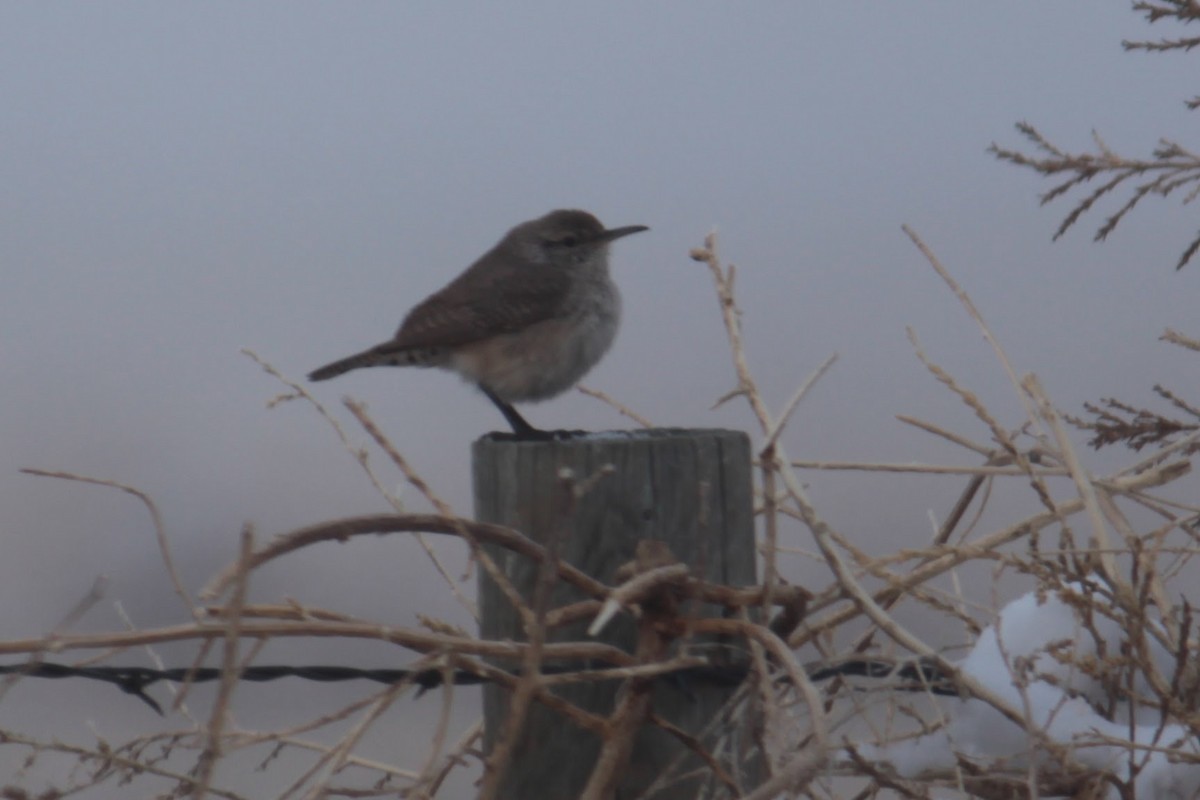 Rock Wren - ML617760236