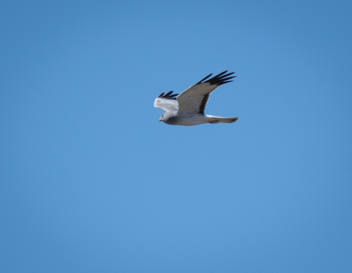 Northern Harrier - Jeff Black