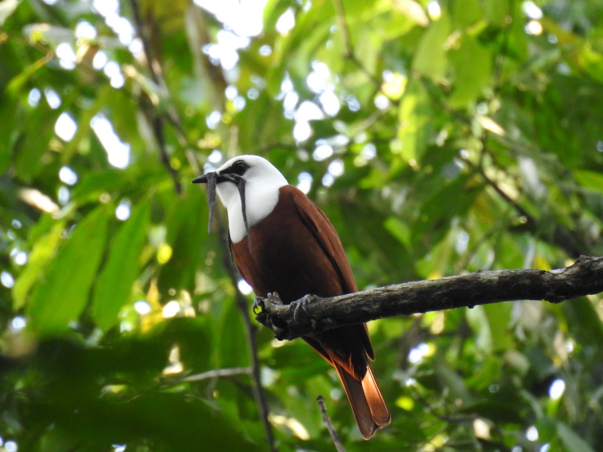 Three-wattled Bellbird - ML61776031