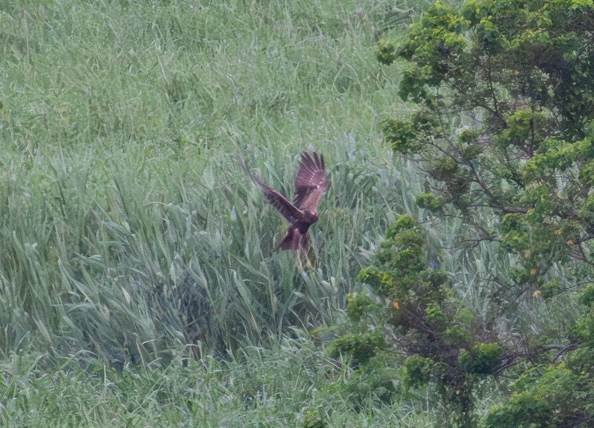 Eastern Marsh Harrier - ML617760313