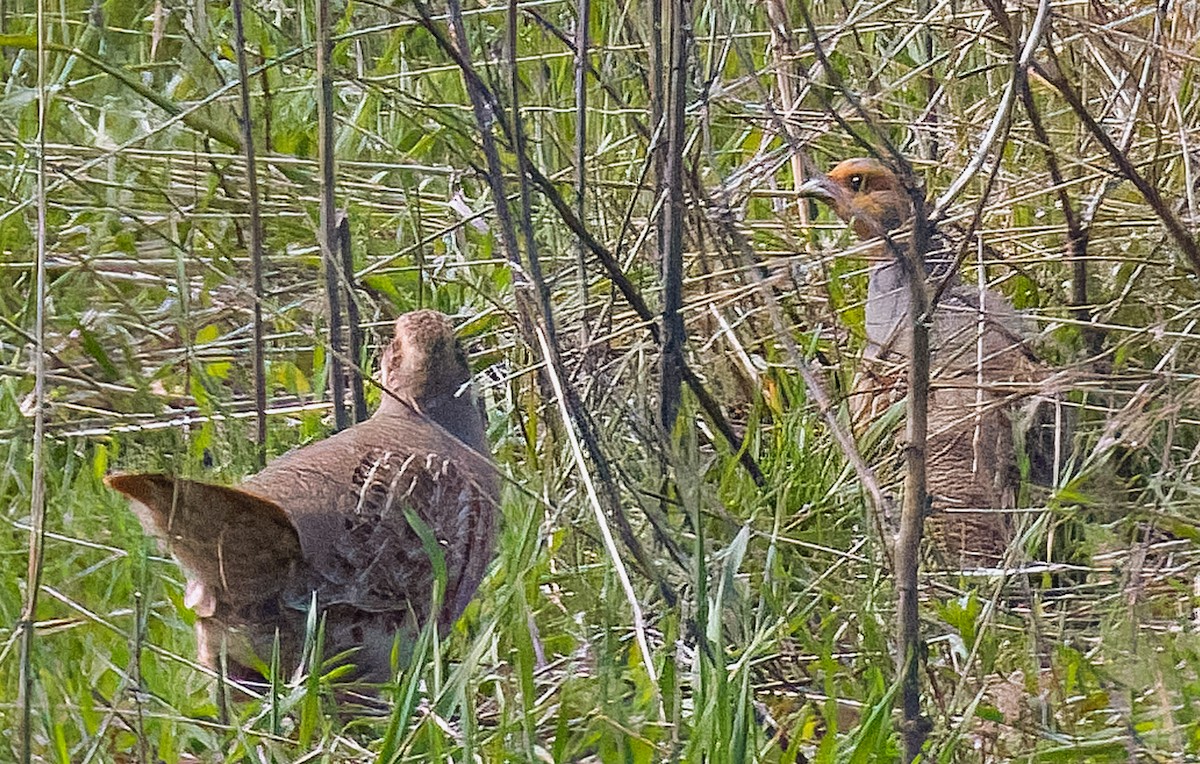 Rebhuhn - ML617760320