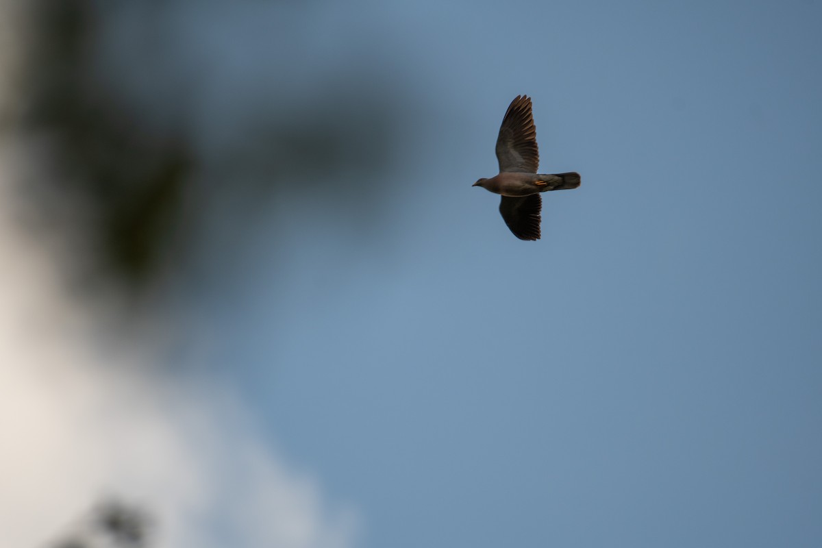 Band-tailed Pigeon - ML617760329
