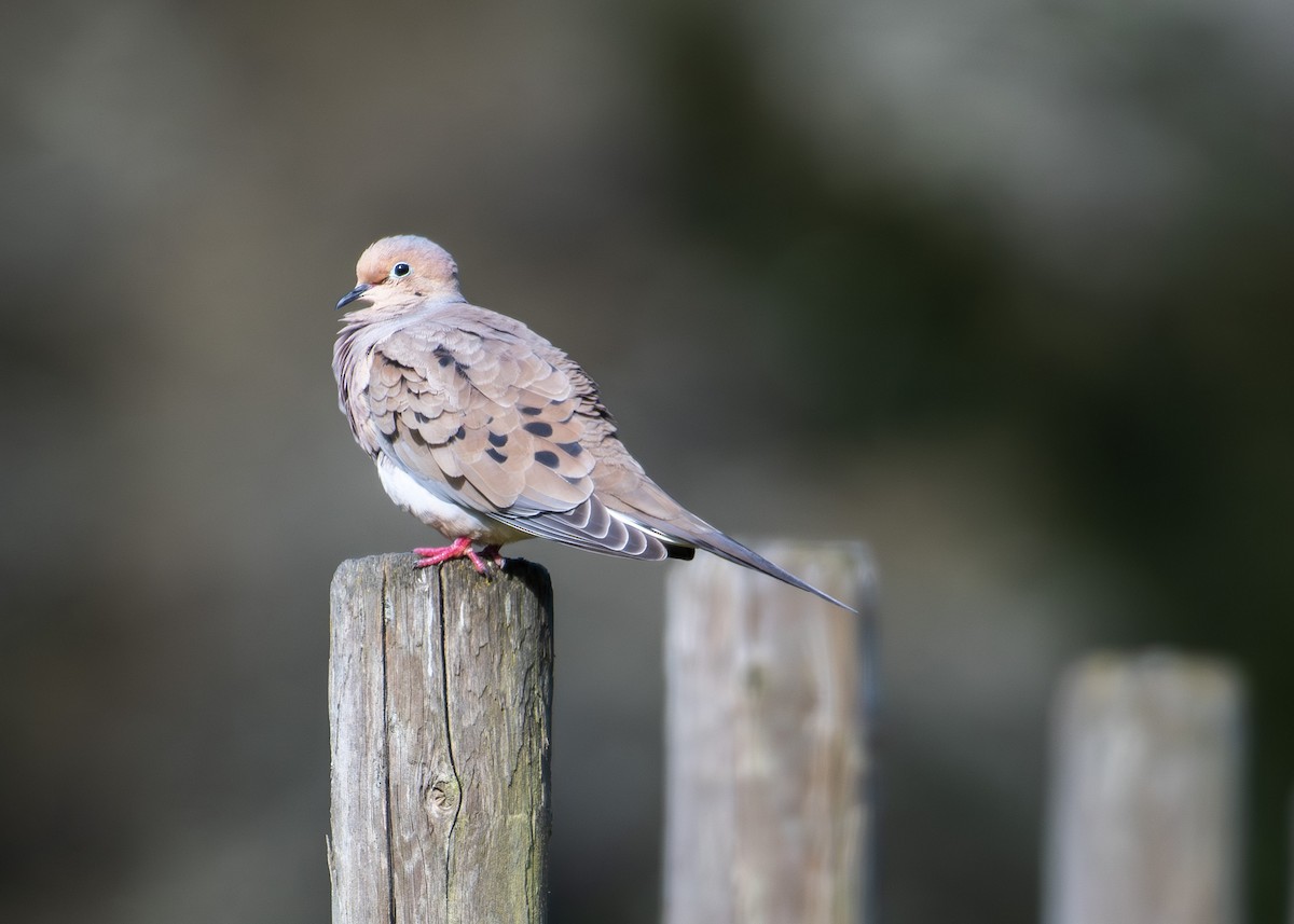 Mourning Dove - ML617760334