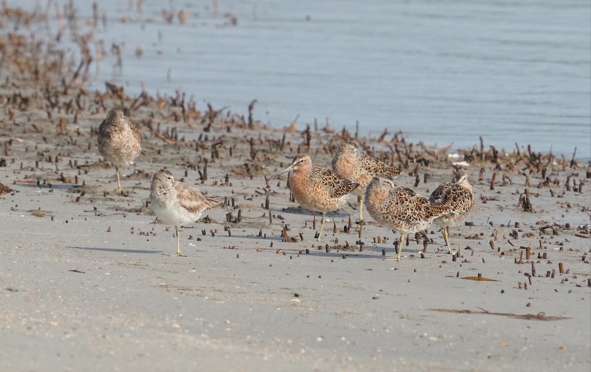 Short-billed Dowitcher - ML617760362