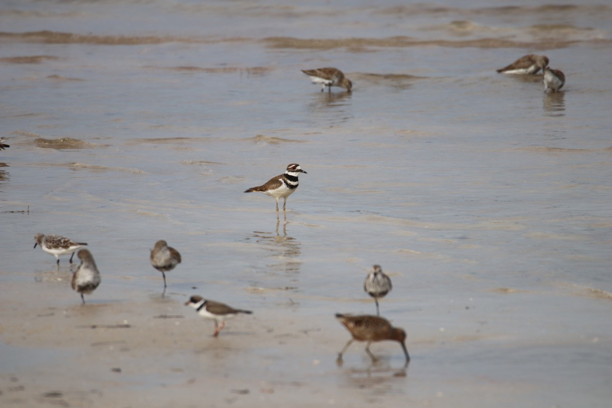 Killdeer - ML617760397