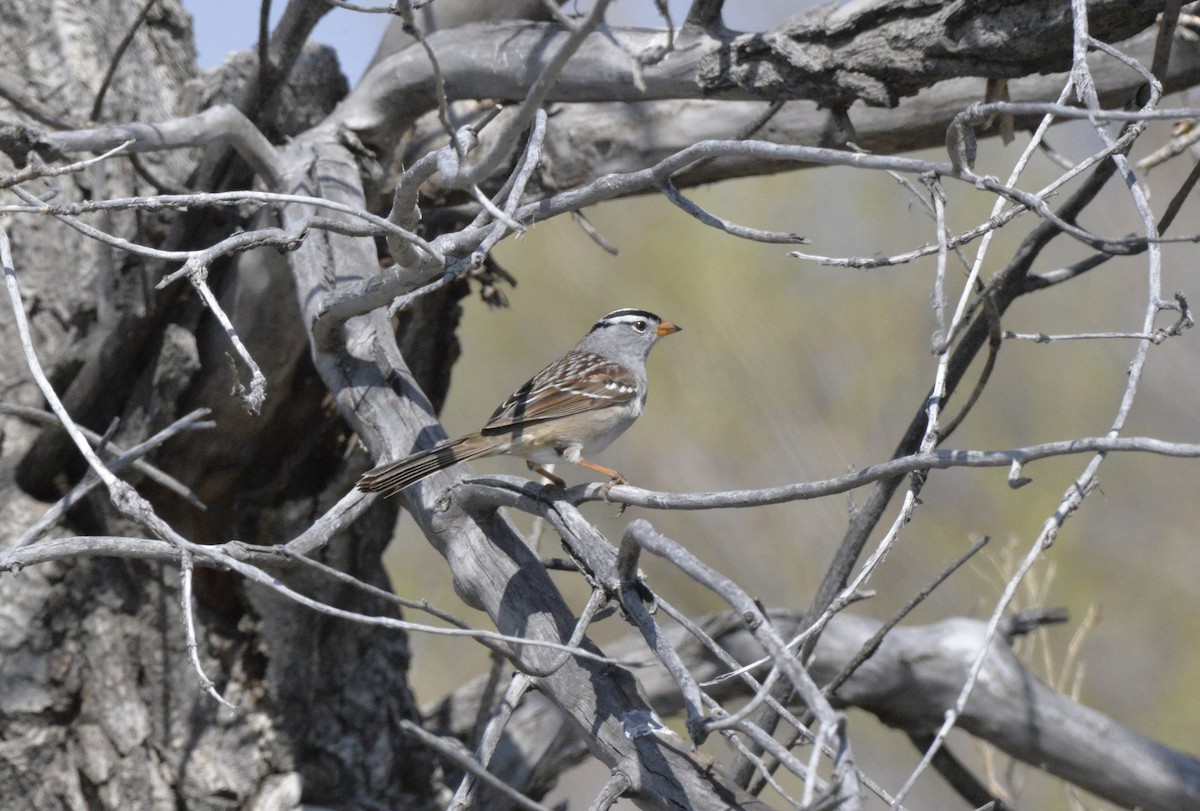 White-crowned Sparrow - ML617760403