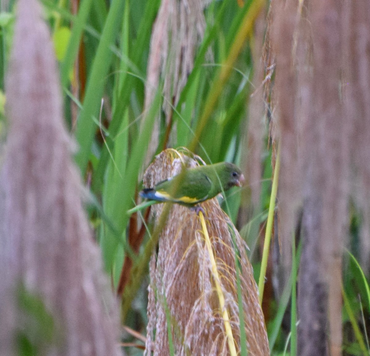 White-winged Parakeet - ML61776041