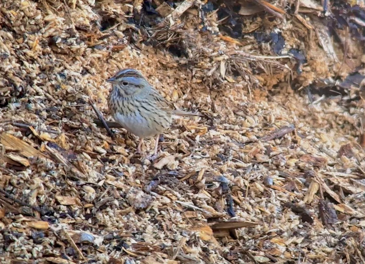 Lincoln's Sparrow - Detlef Buettner