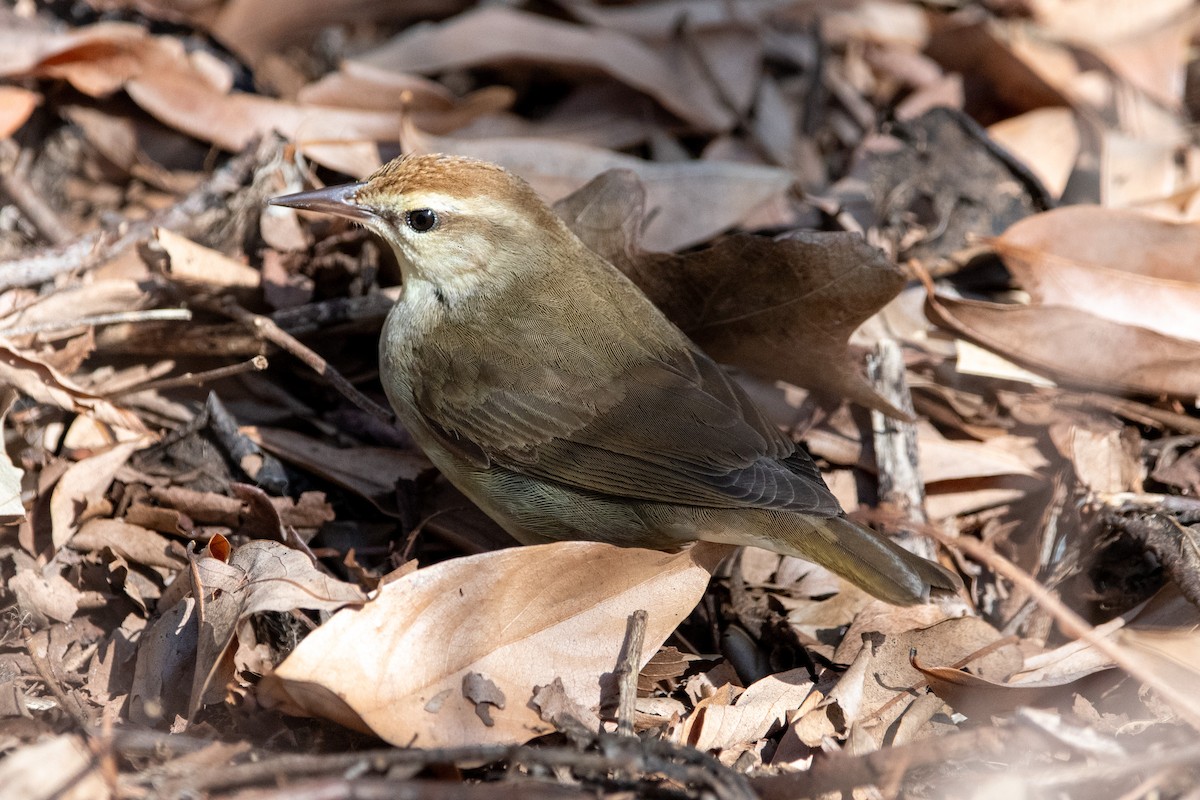 Swainson's Warbler - Caleb Crain