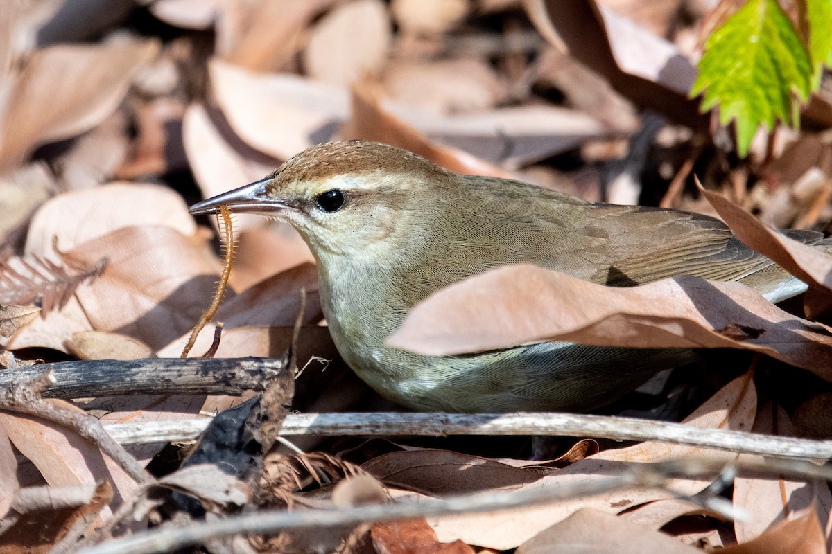 Swainsonwaldsänger - ML617760442