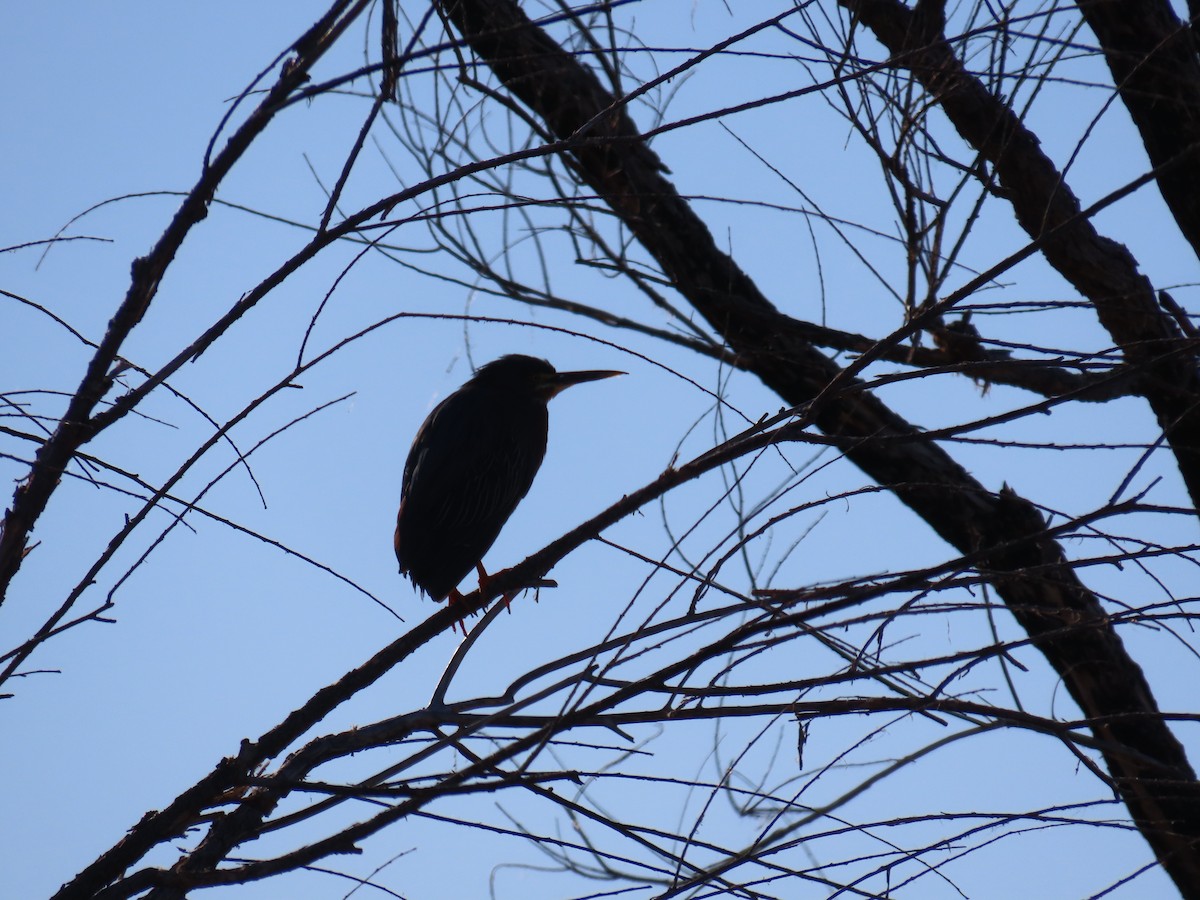 Green Heron - ML617760486