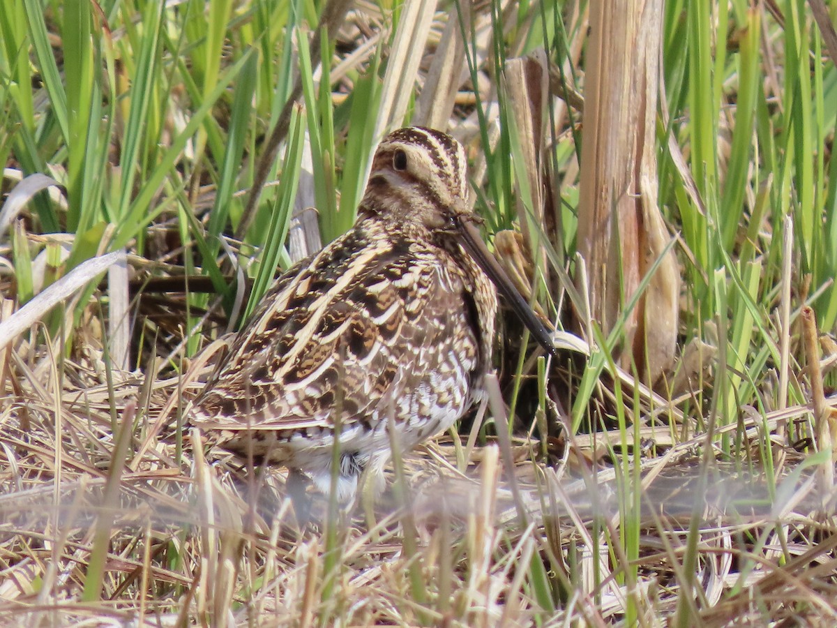 Wilson's Snipe - ML617760499