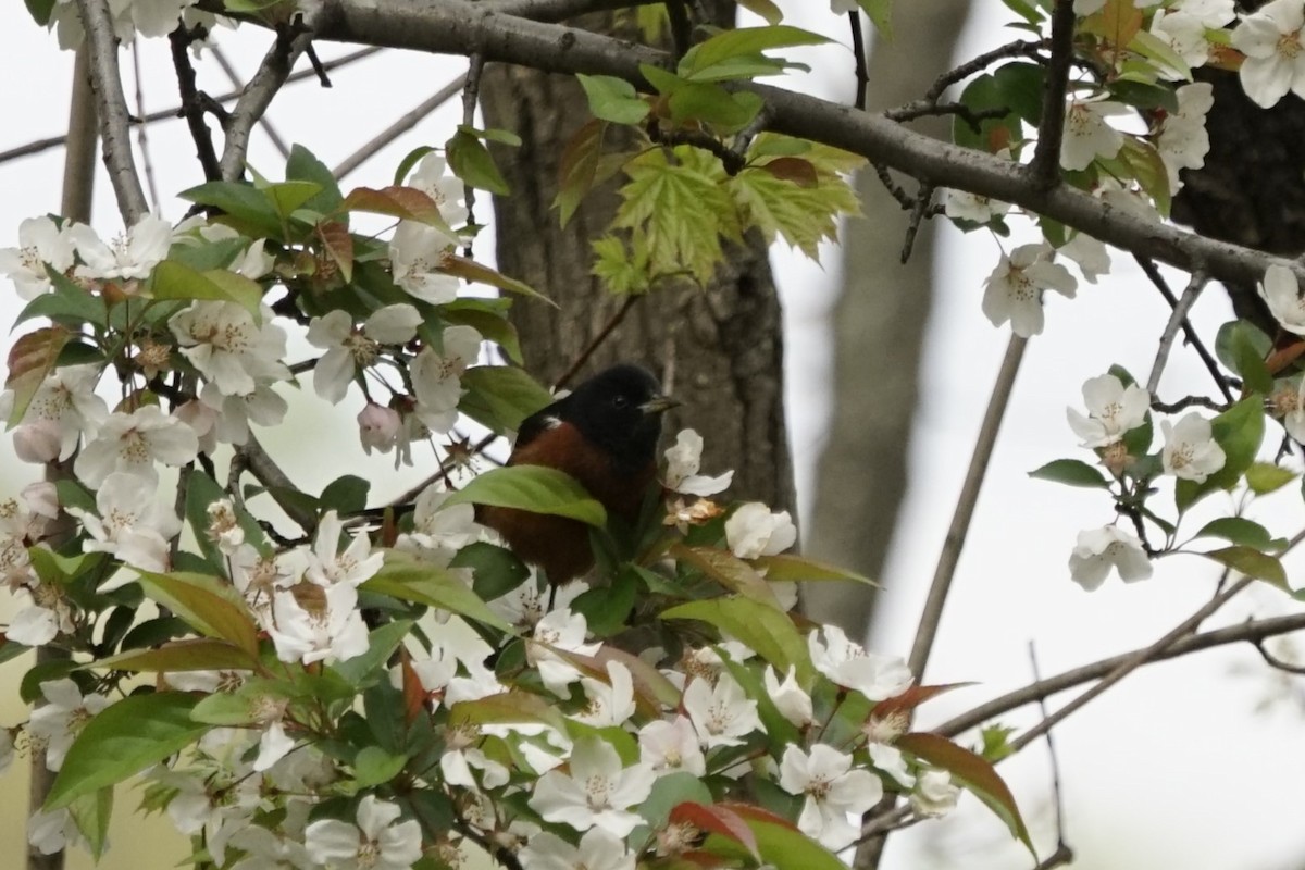 Orchard Oriole - ML617760507