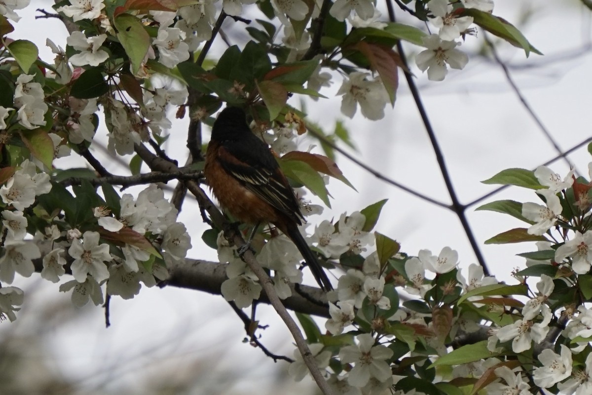 Orchard Oriole - ML617760508