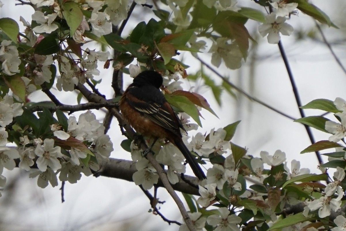 Orchard Oriole - ML617760510