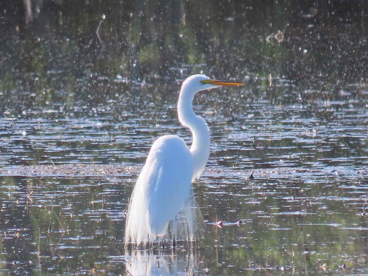 Great Egret - ML617760513