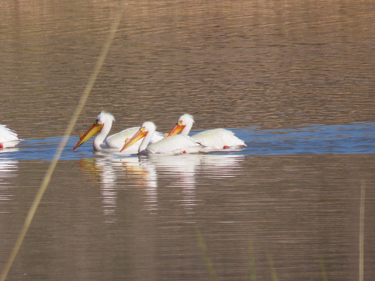 American White Pelican - ML617760528